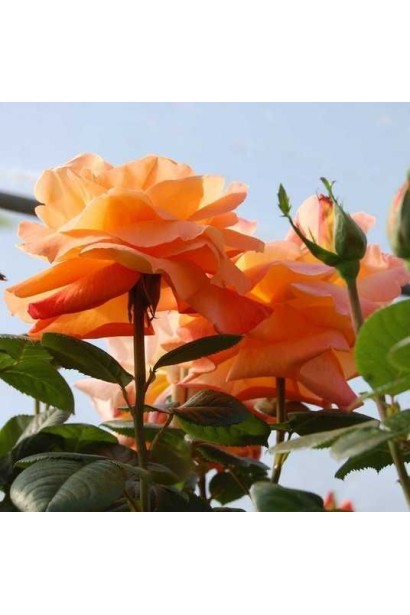 Великі квіти троянди Луі де Фюнес крупним планом